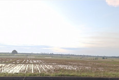 Antisipasi Kekeringan, Dinas Pertanian Mukomuko Petakan Lahan Rawan dan Minta Petani Hemat Air