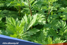 Cara Alami Menjadi Cantik dengan Daun Kenikir, Begini Cara Mengolahnya