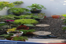 Rumah Minimalis tapi Mau Bikin Taman? Ini Referensi Kekinian yang Cocok untuk Rumah Anda