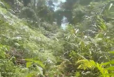 Akses Jalan Dusun Batu Ampar Desa Talang Beringin Seluma Utara Tertutup Rimba