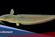Banyak Mitosnya, Ternyata Ini Fakta tentang Ikan Sembilang
