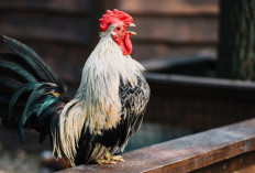 Arti Ayam Berkokok Malam Hari Menurut Primbon Jawa, Ternyata Pertanda Ini