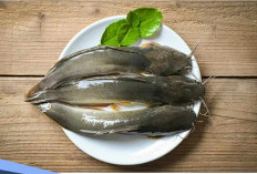 Dibalik Hidangan Kuliner Lezat dan Merakyat, Ini Mitos Ikan Lele Lamongan