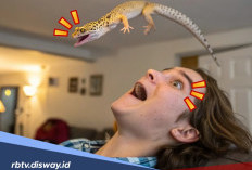 Kejatuhan Cicak di Kepala Bakal Dapat Sial Menurut R Gunasasmita, Mitos atau Fakta