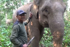 Kisah Kuterdi yang Hampir 30 Tahun Jadi Mahout di Pusat Latihan Gajah Seblat Bengkulu Utara 