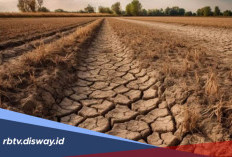 Kekeringan Mengintai RI, Ini Daftar Wilayah Berstatus 'Awas'