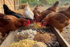 Cara Beternak Ayam Kampung Rumahan Buat Pemula, Peluang Cuan Menjanjikan