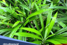 Manfaat Daun Pandan untuk Kecantikan dan Cara Mengolahnya
