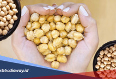 Manfaat Kacang Arab, Oleh-oleh Tanah Suci yang Bermanfaat Bagi Tubuh