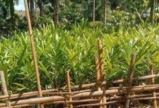 80 Ribu Bibit Sawit Gratis Program Bupati Kaur, Sebelum Akhir Tahun Tuntas Didistribusikan ke Masyarakat