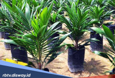 Mau Buah Sawit Besar dan Lebat, Begini Rahasia saat Menanam Bibitnya Menurut Ahli