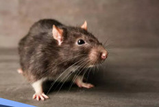 Jika di Rumah Banyak Tikus, Akankah Membawa Sial atau Kebetulan? Ini Mitos yang Masih Dipercaya