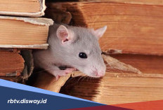 Jangan Biarkan Rumah Jadi Sarang Tikus! Ini Titik Masuk Tikus yang Sering Diabaikan