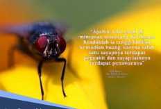 Terbukti Benar, Hadist Nabi Muhammad Tentang Lalat Terbukti Benar Secara Keilmuan