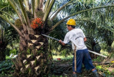 43 Pabrik Kelapa Sawit di Provinsi Bengkulu Belum Patuhi Harga TBS, Pemprov Warning Cabut Izin Operasional