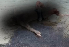 Mayat Turis Bule Terdampar di Pantai Enggano Bengkulu, Identitas Masih Misterius