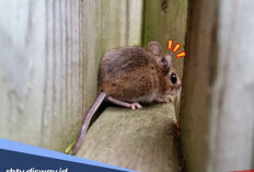 5 Tips Ampuh Cegah Tikus Masuk Rumah Lewat Lubang Pembuangan
