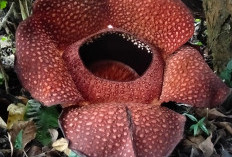 Kembali Mekar Sempurna, Petani Kopi Lubuk Resam Kembali Buktikan Bunga Rafflesia Bisa Dibudidaya