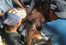 Tim SAR Gabungan Berhasil Temukan Elpan Warga Desa Padang Batu Ilir Talo, Begini Kondisinya 