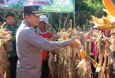 Polresta Bengkulu Panen 3 Ton Jagung, Dukung Swasembada Pangan Nasional