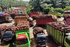 Harga TBS Kelapa Sawit di Seluma Semakin Anjlok, Apa Langkah Pemkab Seluma??? 
