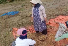 Petani Gagal Panen, Ratusan Hektare Lahan Pertanian di Kabupaten Seluma Rusak Parah Akibat Banjir