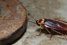 Bukan Sekadar Bunga Tidur, Ini Arti Mimpi Kecoa Menurut Primbon Jawa 