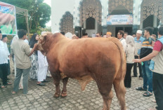 Sapi Presiden Prabowo dengan Bobot 1,1 Ton Dikurbankan di Sukarami