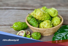 Manfaat Buah Mengkudu untuk Kecantikan, Rahasia Alami yang Sering Diremehkan