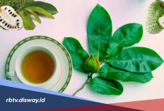 Manfaat Daun Sirsak untuk Kesehatan dan Cara Mengolahnya
