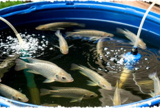 Rahasia Ternak Ikan Nila di Drum Plastik, Peluang Bisnis Menguntungkan