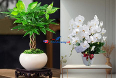 5 Tanaman Ini Bakal Bawa Hoki Kalau Ditanam di Dekat Rumah