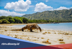 Berencana Liburan ke Labuan Bajo? Cek Harga Tiket Masuk Taman Nasional Komodo dan Aturan Terbaru