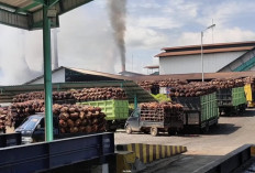 Awali Bulan Juni, Harga TBS Kelapa Sawit di Pabrik Seluma Sudah Rp2.500/Kg