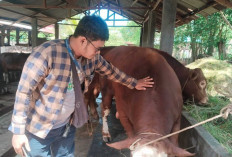 Cerita Peternak Sapi Limosin di Kota Bengkulu Dapat Durian Runtuh dari Presiden Prabowo