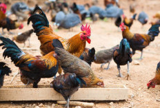 Bisa Dicoba, Ini 6 Pakan Alternatif Ayam Kampung, Cepat Besar dan Sehat