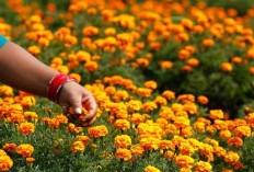 Bukan Sekadar Cantik, tapi 4 Tanaman Hias Bunga Ini Mudah Dirawat dan Cepat Mekar