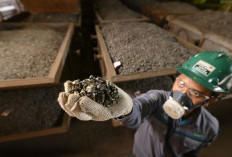 Fantastis! Rupanya Sulawesi Tenggara Punya Harta Karun Ini, Terbesar di RI