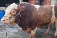 Sapi Banmas Presiden RI Prabowo Subianto di Seluma Akan Dikurbankan di Masjid ini