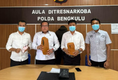 Polda Bengkulu Tangkap Pengedar Ganja, Terciduk Saat Ambil Paket di Semak-semak