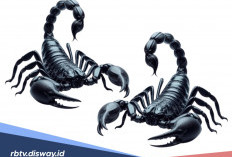 Fakta Unik Kalajengking, Bisa Menahan Napas hingga Enam Hari