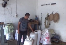 Sempat Merosot, Harga Kopi di Kabupaten Lebong Kembali Menguat ke Rp 53.000 per Kilogram