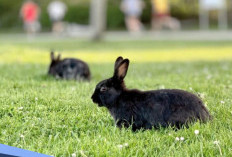 Bukan Sekadar Bunga Tidur, Ini Arti Mimpi Melihat Kelinci Berwarna Hitam Menurut Primbon Jawa 