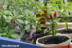 6 Tips Menanam Cabai di Polybag agar Berbuah Lebat untuk Pemula