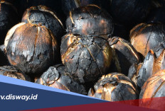 Pernah Coba Mencicipi Kelapa Bakar? Selain Nikmat Ternyata Ini Manfaatnya