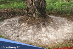 Urutan dan Takaran Pemupukan Tanaman Kelapa Sawit Menurut Ahli