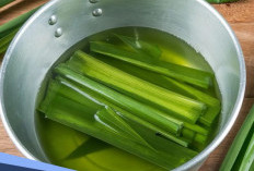 Perlu Tahu, Ini Manfaat Daun Pandan untuk Kesehatan dan Cara Mengolahnya