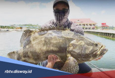 4 Rekomendasi Spot Mancing di Batam yang Wajib Dicoba