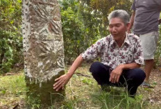Situs Bersejarah di Kebun Kopi di Desa Lawang Agung Rejang Lebong