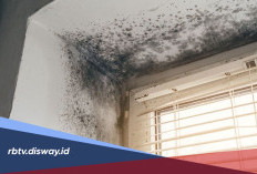 Cara Membersihkan Rumah saat Musim Hujan agar Bebas Jamur